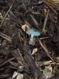 Stropharia aeruginosa image