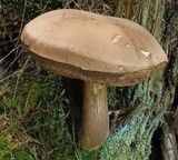 Tylopilus felleus image