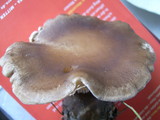 Ampulloclitocybe clavipes image