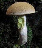 Harrya chromapes image