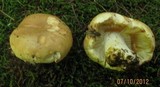 Russula compacta image