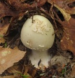 Amanita brunnescens image