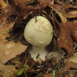 Amanita brunnescens image
