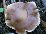 Ampulloclitocybe clavipes image