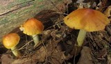 Cortinarius corrugatus image