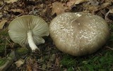 Megacollybia rodmanii image