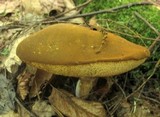 Xanthoconium affine image
