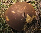 Xanthoconium affine image