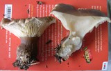 Ampulloclitocybe clavipes image