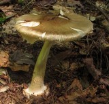 Amanita brunnescens image