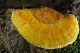 Pycnoporellus fulgens image
