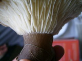 Ampulloclitocybe clavipes image