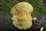 Pycnoporellus fulgens image