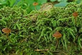 Galerina mammillata image