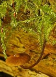 Galerina mammillata image