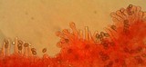 Galerina mammillata image
