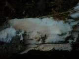 Ceraceomyces serpens image