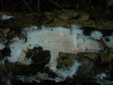 Ceraceomyces serpens image