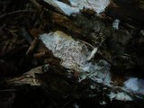 Ceraceomyces serpens image