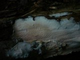 Ceraceomyces serpens image