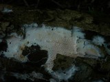 Ceraceomyces serpens image