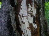 Antrodia alpina image