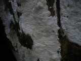 Antrodia alpina image