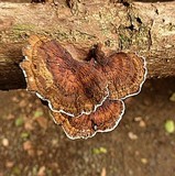 Coriolopsis caperata image