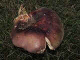 Russula olivacea image