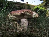 Russula olivacea image