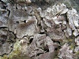 Dermatocarpon muhlenbergii image