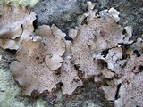 Dermatocarpon muhlenbergii image