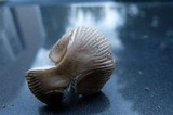 Amanita sect. Vaginatae image