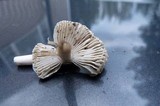 Amanita sect. Vaginatae image