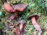 Boletus erythropus image