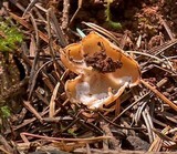 Gyromitra leucoxantha image