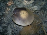 Leccinum pseudoscabrum image