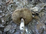 Leccinum pseudoscabrum image