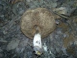 Leccinum pseudoscabrum image