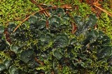 Peltigera polydactylon image