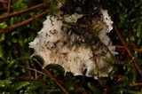 Peltigera polydactylon image