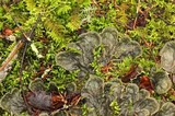Peltigera fibrilloides image