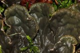 Peltigera fibrilloides image