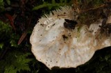 Peltigera fibrilloides image