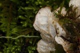 Peltigera fibrilloides image