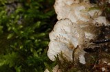Peltigera fibrilloides image
