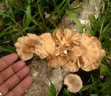 Lentinus strigosus image