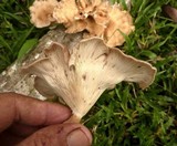 Lentinus strigosus image