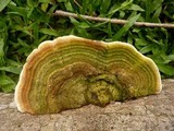 Funalia polyzona image