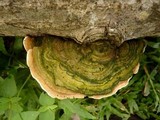 Funalia polyzona image